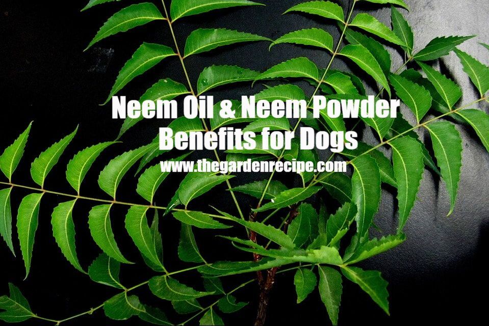 Neem: A Wonder Herb for Dogs I The 